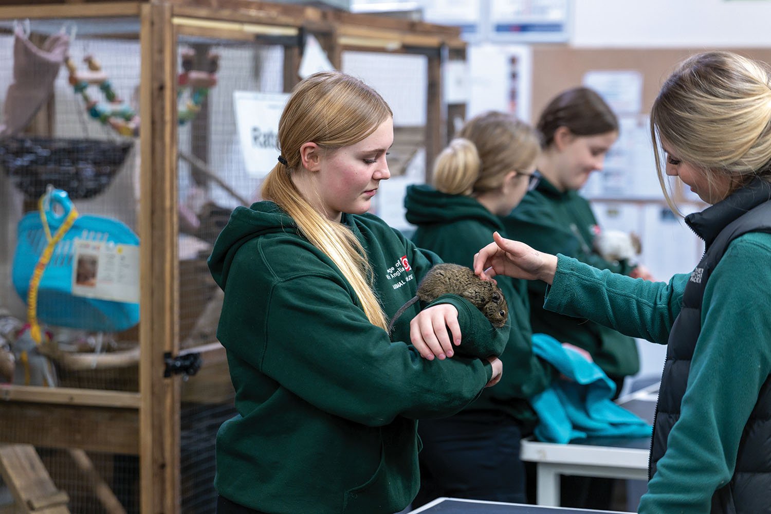 Girl students handling the chinchilla doing health care checks on them